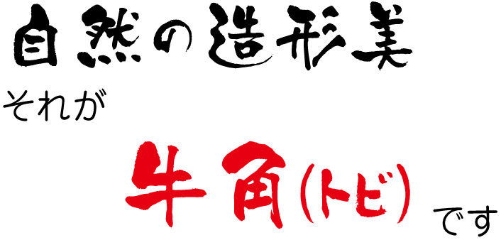 自然の造形美 うしのつの　色